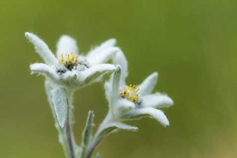 Edelweiss