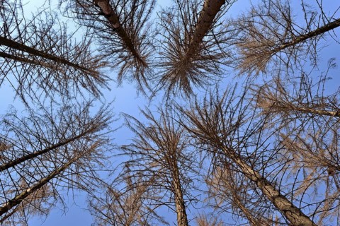 Spruce