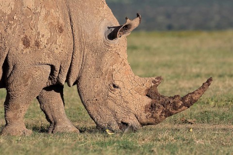 White rhinoceros