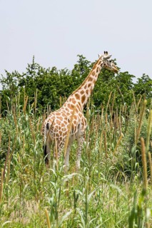 West African giraffe