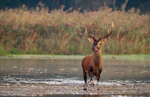 Red deer