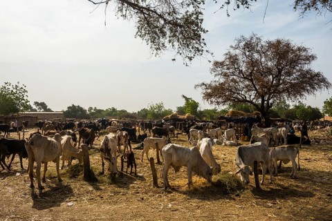 Herd of cows