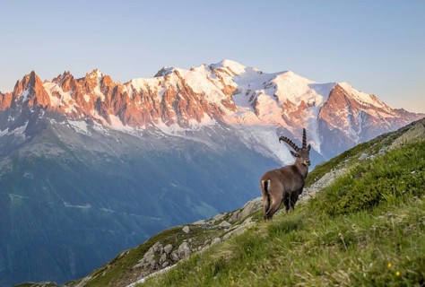 Alpine Ibex