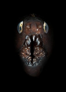 Muraena augusti