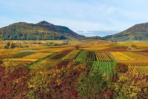 Vineyards in autumn colours