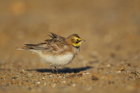 Shorelark or Horned lark