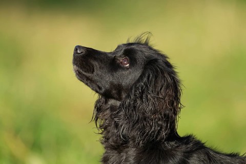 English springer spaniel dog