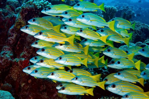 School of fish blue stripe snapper