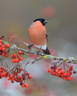 Eurasian bullfinch