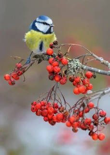 Blue tit
