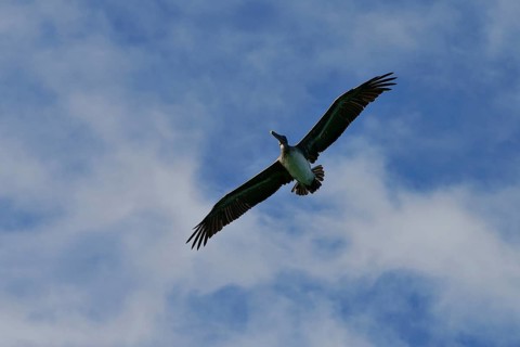 Brown Pelican