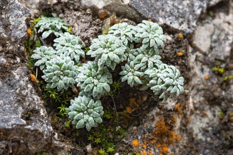 Blue-green blue green saxifrage