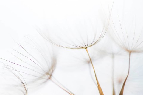 Filigree fruit stalks of a composite