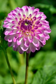 Decorative dahlia