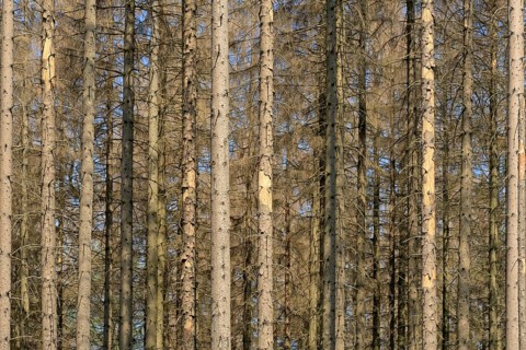 Coniferous forest