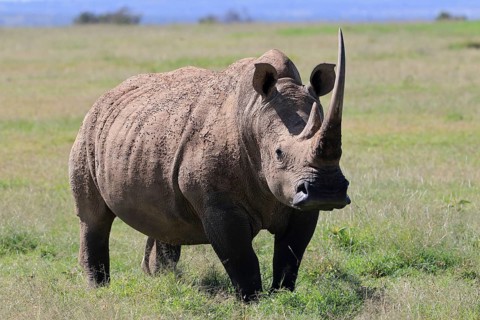 White rhinoceros