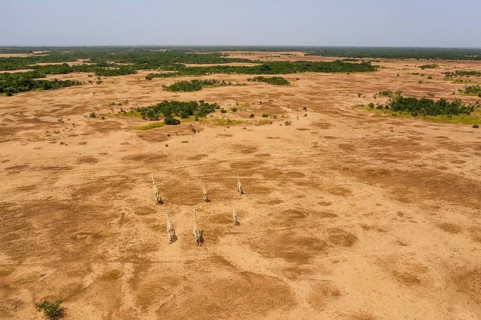 West African giraffes