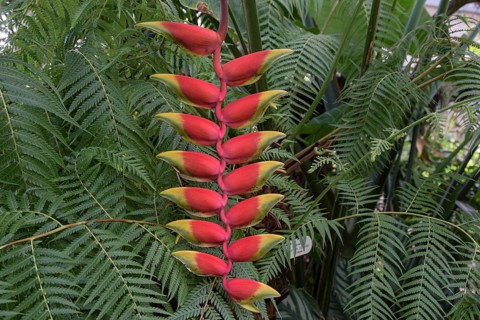 Hanging Lobster-claw