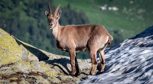 Alpine Ibex