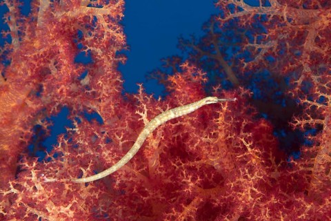 Schultz's pipefish