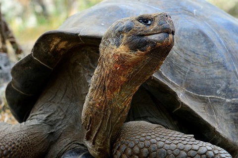 Galapagos giant tortoises