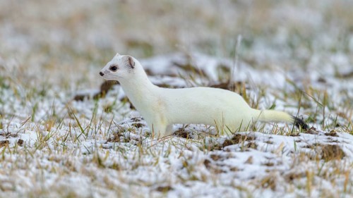 Stoat