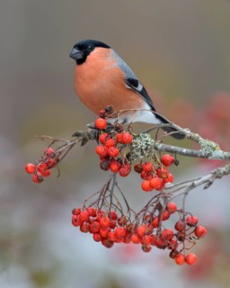 Eurasian bullfinch