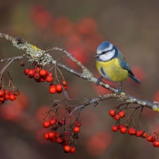 Blue tit