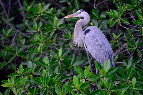 Great blue heron