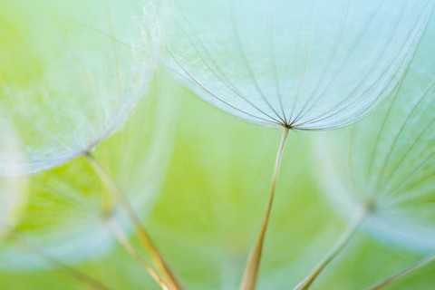 Filigree fruit stalks of a composite