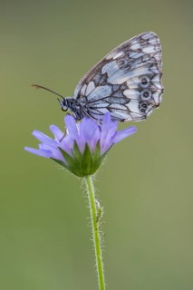 Marbled white