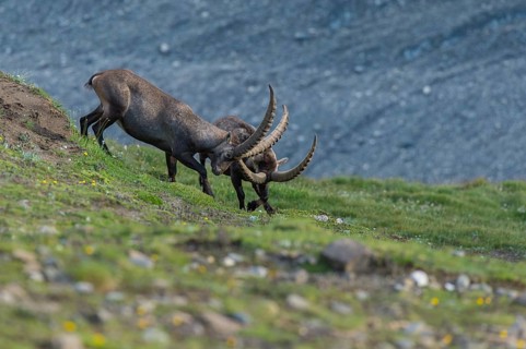 Fighting alpine ibex