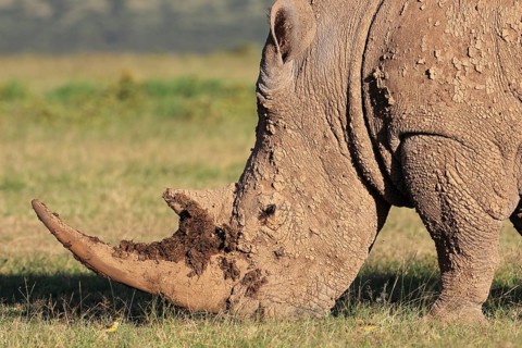 White rhinoceros