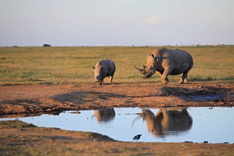 Two white rhinos