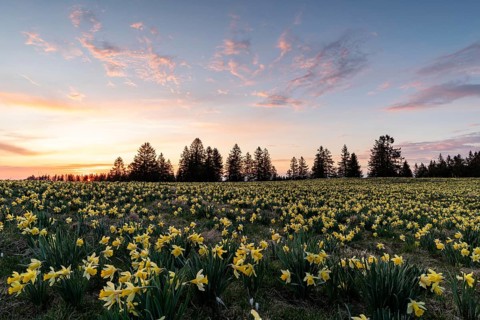 Meadow with blooming daffodils