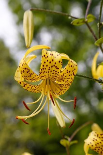 Tiger lily