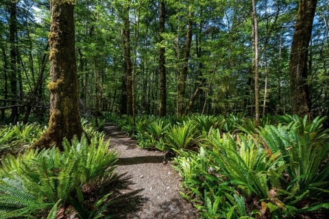 Hiking trail through forest with ferns