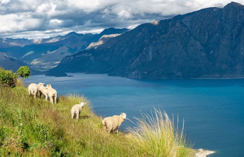 Sheep in a meadow in front of Lake Hawea and mountain panorama