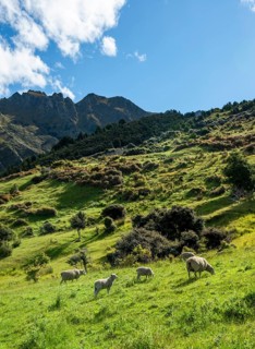 Sheep in a meadow