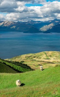 Sheep in a meadow