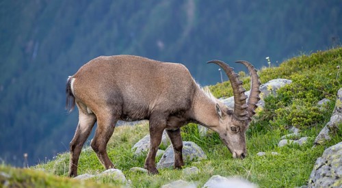 Alpine Ibex