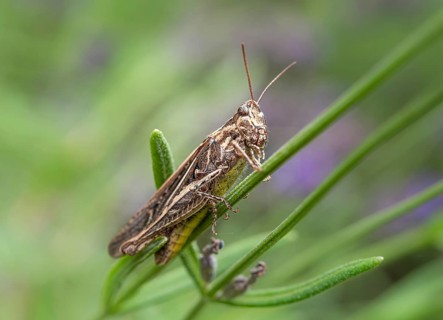 Common Field Grasshopper