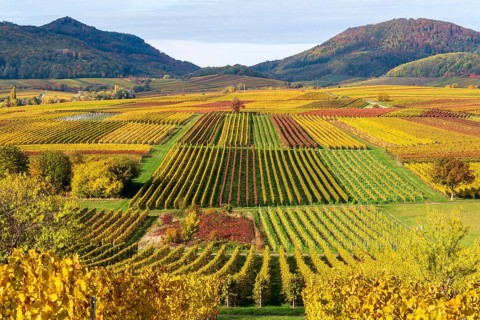 Vineyards in autumn colours