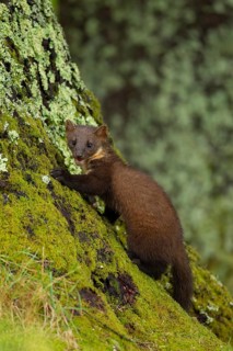 European pine marten