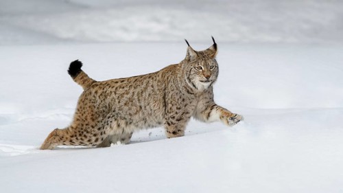 Eurasian lynx