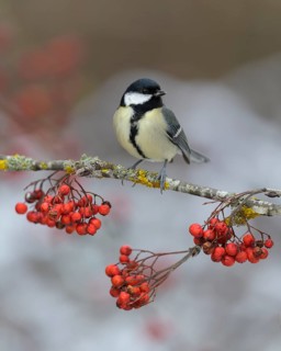 Great tit
