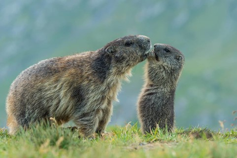 Marmot