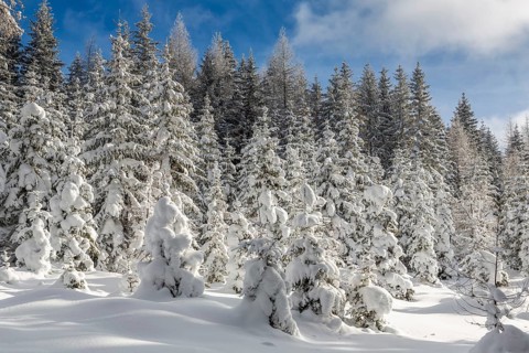 Winter landscape