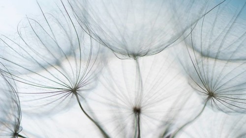 Filigree fruit stalks of a composite
