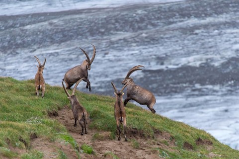 Fighting alpine ibex